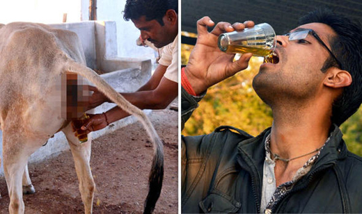 Taking The Pee Indian Men Drink And Bathe In Cow Urine To Fight 